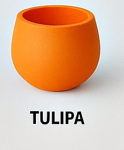 Tulipa
